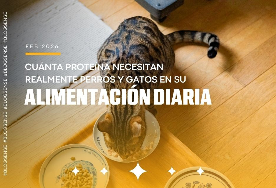 Cuánta proteína necesitan realmente perros y gatos en su alimentación diaria